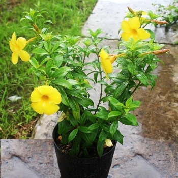 Cây huỳnh anh bầu đất